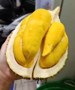 VietNam Fresh Premium Durian